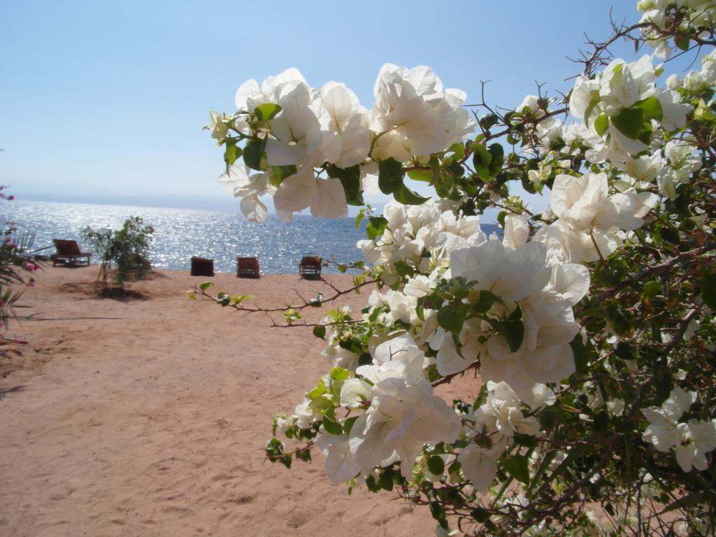 Bedouin Star Ξενοδοχείο Τάμπα Εξωτερικό φωτογραφία