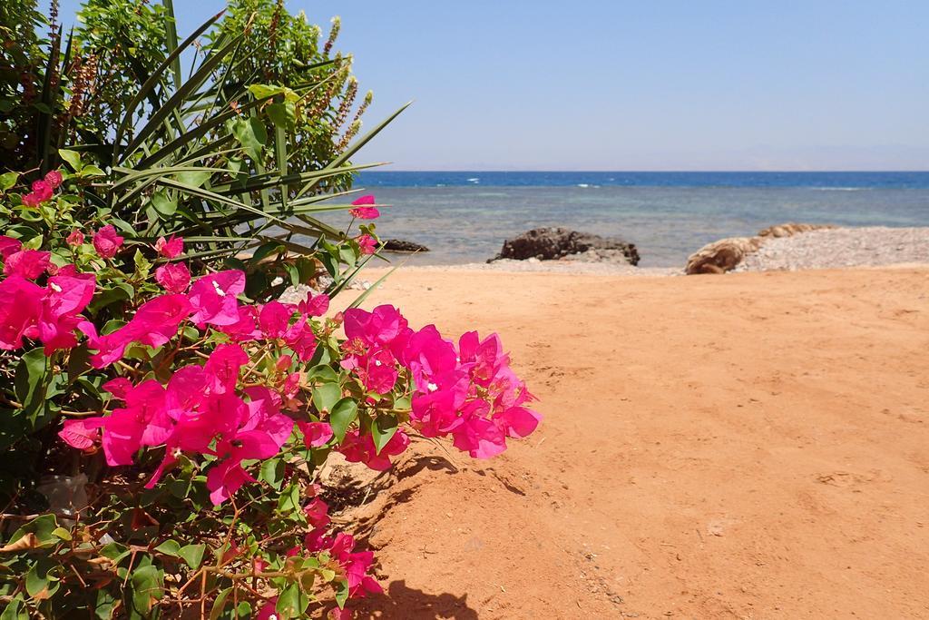 Bedouin Star Ξενοδοχείο Τάμπα Εξωτερικό φωτογραφία