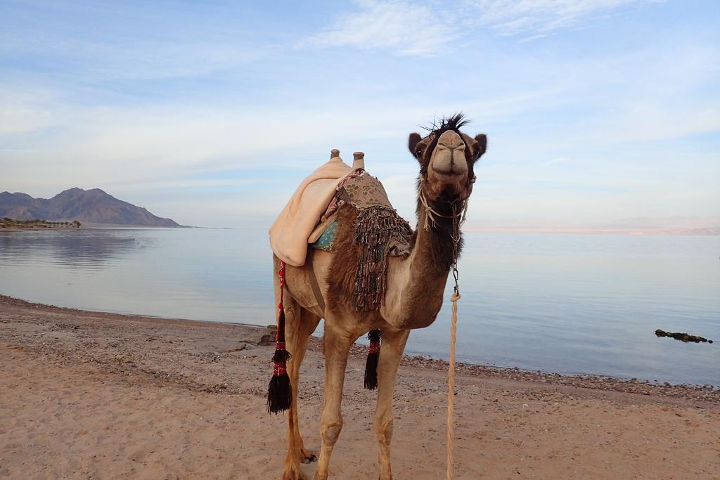 Bedouin Star Ξενοδοχείο Τάμπα Εξωτερικό φωτογραφία