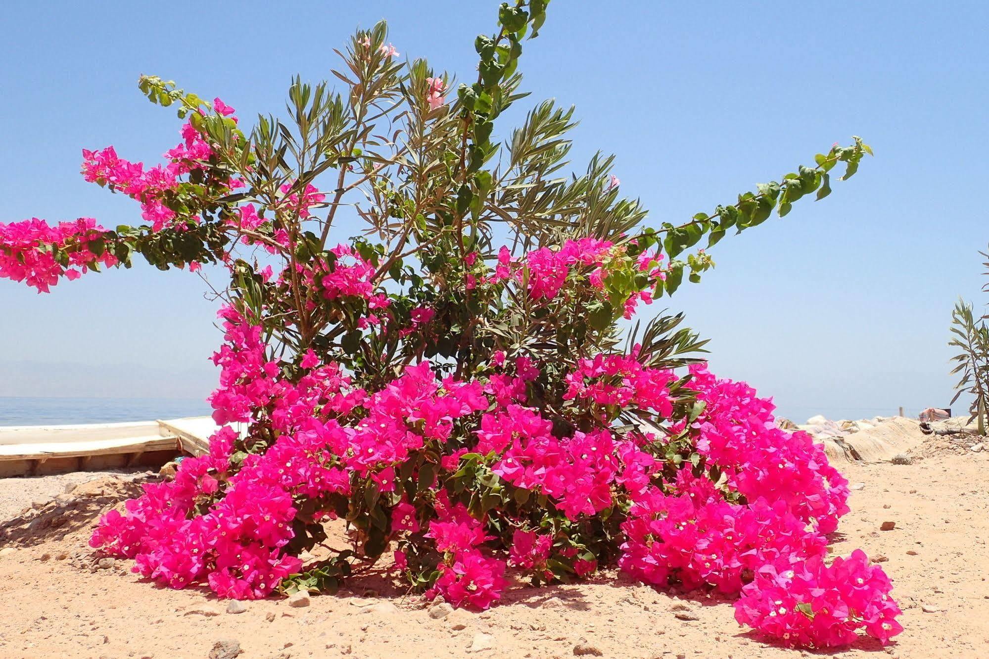 Bedouin Star Ξενοδοχείο Τάμπα Εξωτερικό φωτογραφία