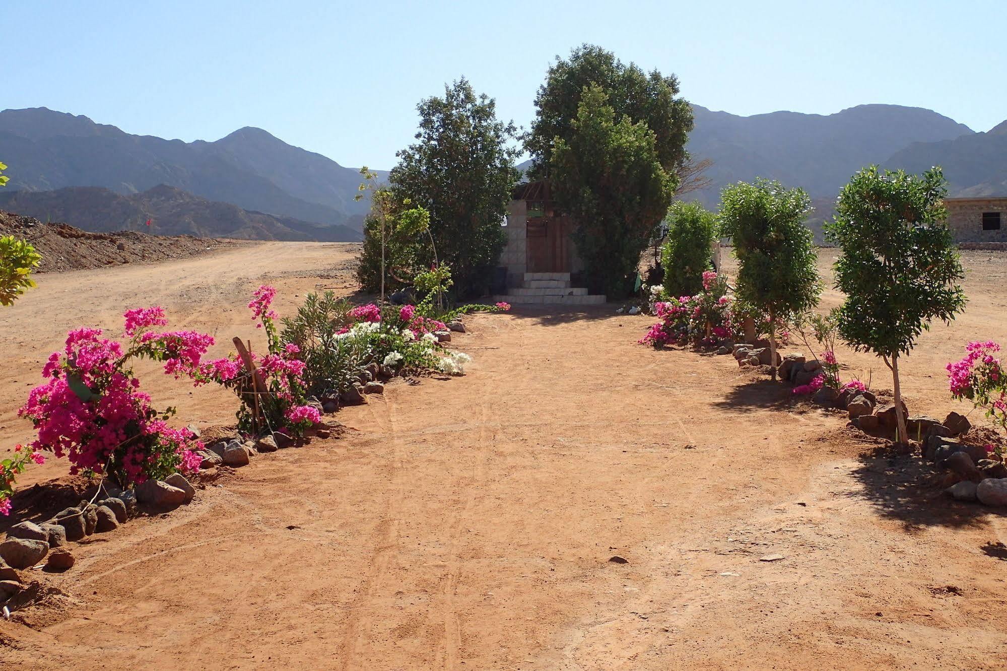 Bedouin Star Ξενοδοχείο Τάμπα Εξωτερικό φωτογραφία